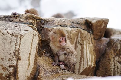 Close-up of monkey sitting on rock