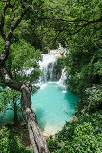 Scenic view of waterfall in forest