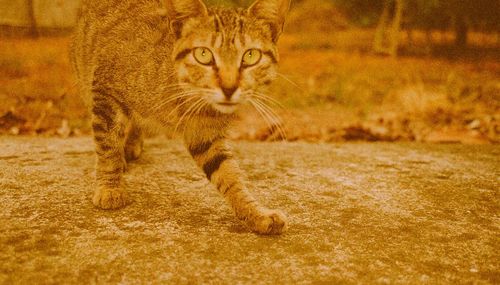 Portrait of cat on land