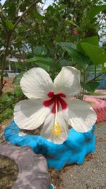 Close-up of white hibiscus flower