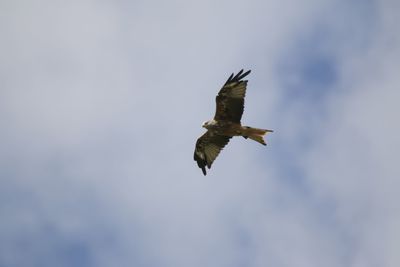 Low angle view of eagle flying in sky