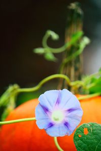 Close-up of flower blooming outdoors