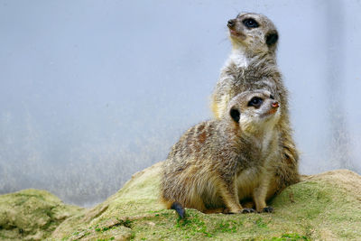 Meerkats on rock during foggy weather