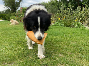 View of dog on field with bread 