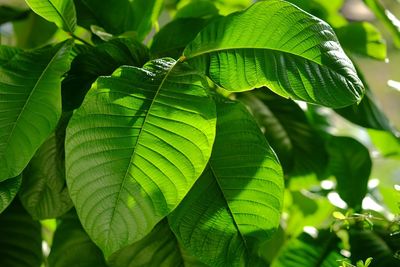 Close-up of fresh green plant