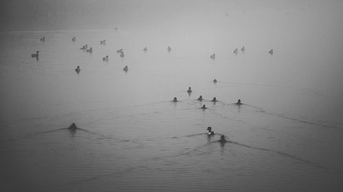 Birds flying over beach