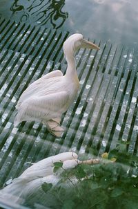 Close-up of bird in lake