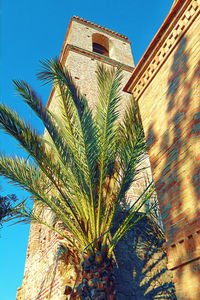 Low angle view of palm tree against sky