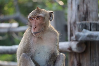 Close-up of monkey