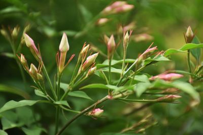 Close-up of flowering plants on field