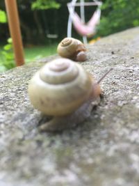 Close-up of snail