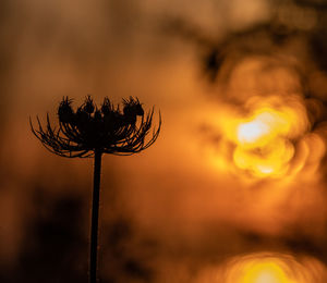 Close-up of wilted plant on field against sky during sunset