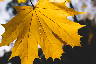 Close-up of yellow maple leaves