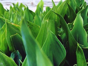 Close-up of green leaves