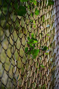 Close-up of chainlink fence