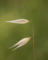 Close-up of leaf on plant