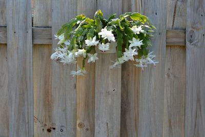 Directly above shot of white flowering plants against wooden fence