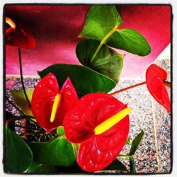 Close-up of red flowers