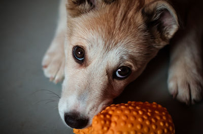 Close-up of dog looking away