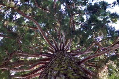 Low angle view of trees in forest against sky