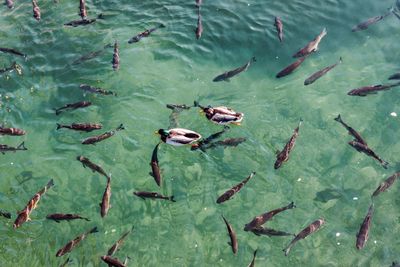 High angle view of mallard ducks swimming in lake