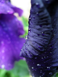 Macro shot of water drops on pink flower