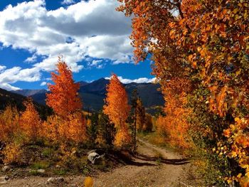 Autumn trees in forest against sky