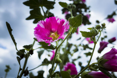 Close-up of pink flowering plant