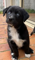 Portrait of black puppy