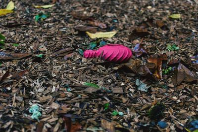Close-up of butterfly on flower