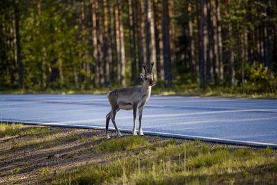 Deer standing in a forest