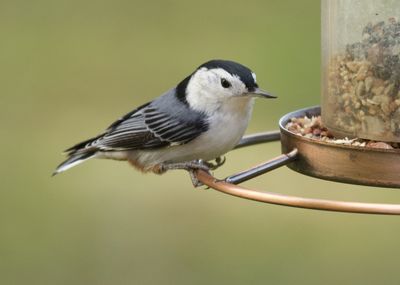 Close-up of bird perching on feeder