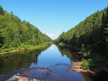 Scenic view of trees against clear blue sky