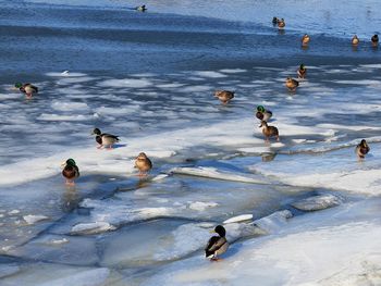 People enjoying in sea