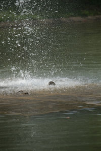 View of birds swimming in sea