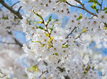 Close-up of white cherry blossom tree