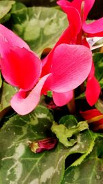 Close-up of pink flowers