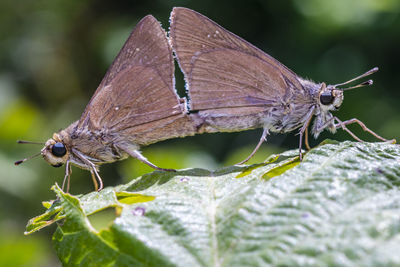 Close-up of butterfly on purple flower