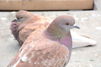 Close-up of pigeon perching