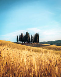 Scenic view of agricultural field against sky. golden tuscany.