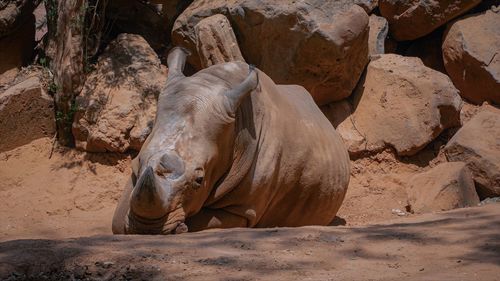 View of elephant in zoo