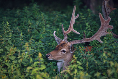 Deer in a forest