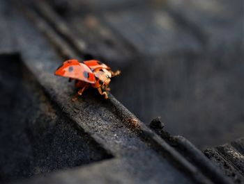 Close-up of insect on wood