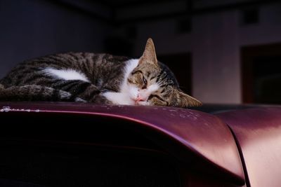 Cat sleeping