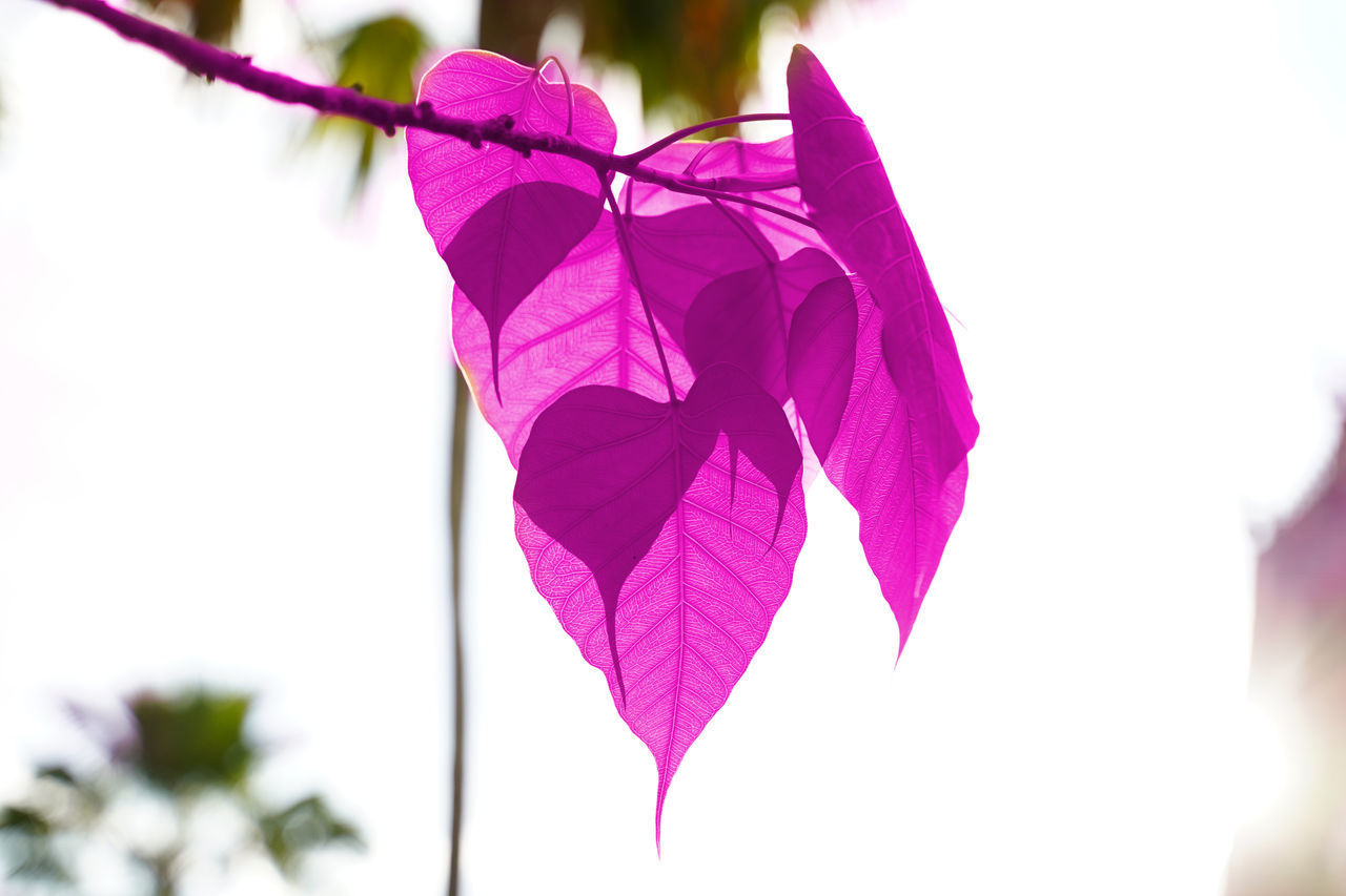 CLOSE-UP OF PINK PETALS ON PLANT