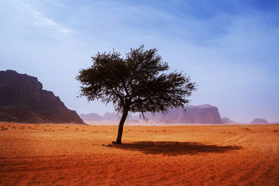 Tree on desert against sky