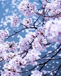 Low angle view of cherry blossom