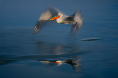 Duck swimming in lake