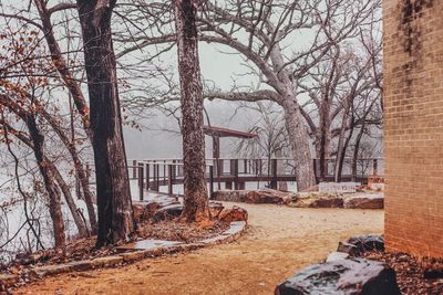 Bare trees by buildings in forest during winter