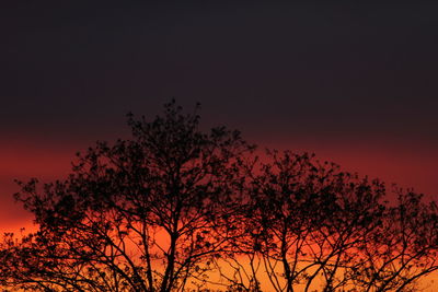 Low angle view of silhouette trees against sky at night